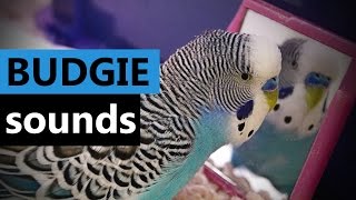 Sounds of Budgie ParakeetBudgerigar My Cookie talking to Mirror [upl. by Hamlin479]