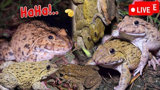 🐸Boing Boing web catching frogs🐸flying and Jumping Part 3 [upl. by Goat]