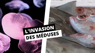 LINVASION DES MÉDUSES [upl. by Eenaej]