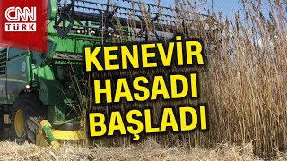 Cumhurbaşkanı Erdoğan Duyurmuştu Endüstriyel Kenevir Hasadı Başladı Haber [upl. by Casimir]