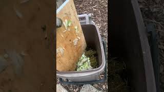 Simple trick to speed up your garden compost garden gardening plants [upl. by Wing]