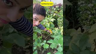 September Harvest  Sabhi baskets full ho gayi shorts [upl. by Nemrac218]