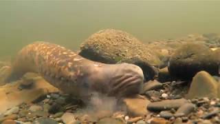 Sea lampreys Petromyzon marinus [upl. by Irmgard]