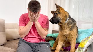 Can dogs CRY tears  Veterinarian explains [upl. by Kikelia542]