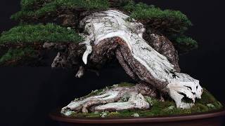 20 years Trophy  the 2019 Bonsai exhibition [upl. by Yornek]