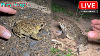 Funny frogs catching  Boing boing catching frogs make you laugh [upl. by Myrvyn]