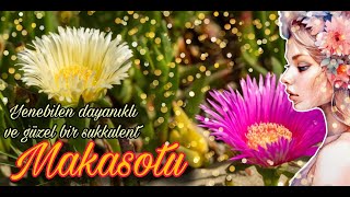 Makasotu  Carpobrotus edulis [upl. by Ecirahc951]