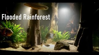 Flooded rainforest my 1700L aquarium with Arowana Oscar Myleus and Pleco [upl. by Zephaniah884]