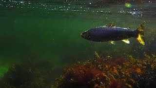 Sjøørretfiske quotJakten på sjøørretenquot Tid for høstfiske  Fiskejegeren Production [upl. by Delano]