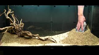 Aquarium Setup  Aquascape  Step by Step  Live Planted Fish Tank [upl. by Rhpotsirhc]