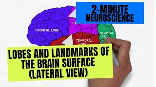 2Minute Neuroscience Lobes and Landmarks of the Brain Surface Lateral View [upl. by Etnomaj]