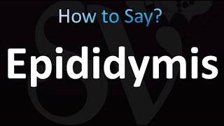 How to Pronounce Epididymis correctly [upl. by Ymmaj]