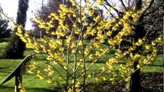 Hamamelis x intermedia Arnold Promise Witch Hazel [upl. by Pillihp]