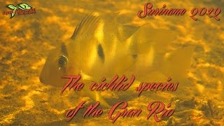 Aquatic Discoveries The cichlid species of the Gran Rio and the forest creeks [upl. by Cassidy]