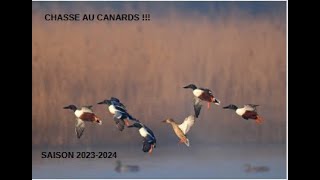 CHASSE DES CANARDS ET DES LIMICOLES SAISON 20232024 EPISODE 1 [upl. by Nalak741]