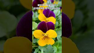 비올라Viola tricolor라고도 하고 꽃말은 quot나를 생각해주세요quot예요 유럽이 원산지 과습에 약해요20240321 011° 맑음 바람이 엄청 쎄고 차가운날 [upl. by Rasla]