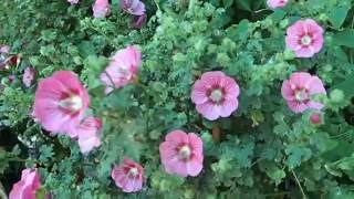 Anisodontea capensis Cape mallow [upl. by Ibbie]