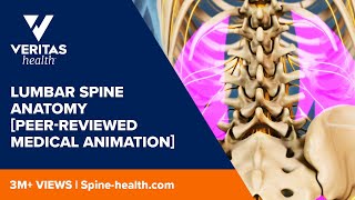 Lumbar Spine Anatomy Peerreviewed Medical Animation [upl. by Adigirb]