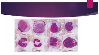 GRANULOPOIESISThe Formation of Granulocytes [upl. by Harras]