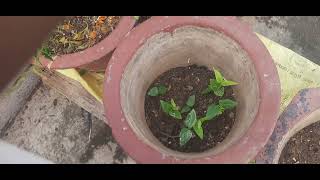 homemade plant part 2 Akhil and anas [upl. by Lavicrep606]