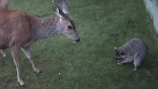 Deer vs Raccoon [upl. by Addy]