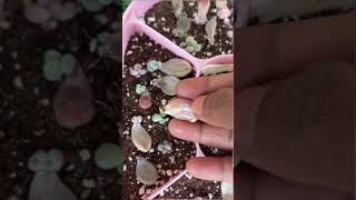 Useful tips for Succulents [upl. by Hilda]