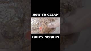 shorts How to Clean Dirty Spore Syringes  Mushroom Cultivation [upl. by Radmilla910]