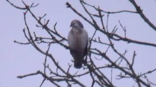 Buizerd  Buzzard  Nootdorp South Holland [upl. by Coltin76]