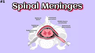 Spinal MeningesBasic Overview  Part 1  Medimartt Academy [upl. by Palm]