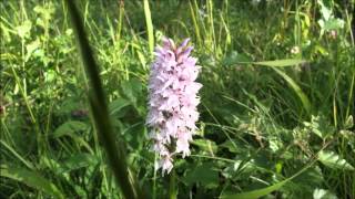 Dactylorhiza fuchsii  July 2nd 2015 [upl. by Anomar]