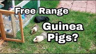 OUTDOOR GUINEA PIG CAGE TOUR  Free Range Guinea Pigs  Yesli Frias [upl. by Orsini]