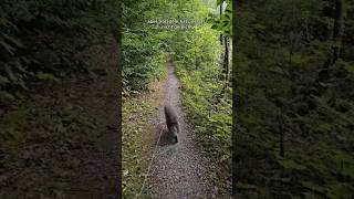 Katzen im Wald Teil 2 [upl. by Sucam]