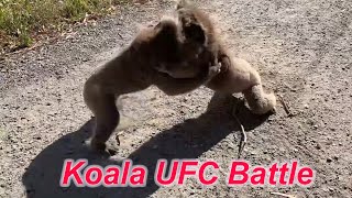 Funny Koala Fight Compilation [upl. by Nnylannej361]