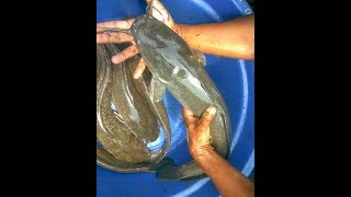 Pemijahan Ikan Lele Secara Buatan [upl. by Schechter789]