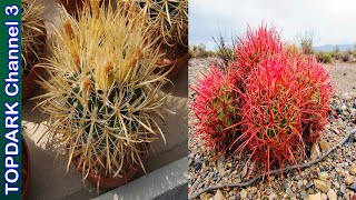 20 Variedades increíbles de Ferocactus [upl. by Hayilaa]