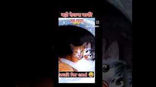 cat funny reaction comedy ytshorts funny facts shortfeed teammp007 [upl. by Elyn130]