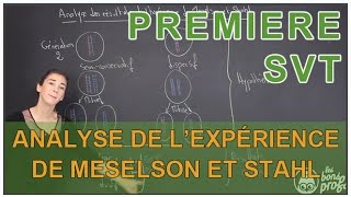 Analyse des résultats de lexpérience de Meselson amp Stahl  SVT  1ère  Les Bons Profs [upl. by Atiuqram]