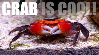 Fresh Water Crab Tank Setup Using Normal Fish Tank [upl. by Julio]