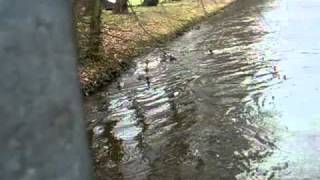 Enten füttern im Stadtpark Gütersloh bei Hochwasser [upl. by Venus]