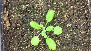 Arabidopsis thaliana time lapse [upl. by Julis]