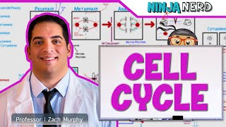 Cell Biology  Cell Cycle Interphase amp Mitosis [upl. by Allesor]