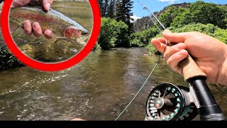 Fly Fishing Native Colorado Trout DryDropper Tips amp Tricks [upl. by Enyr]