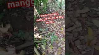 Makan buah manggis sampai bosan [upl. by Whitford99]