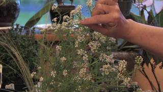 Flower Gardens  How to Grow Sweet Alyssum Lobularia Maritima [upl. by Anirav]