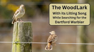 Woodlark Dartford Warblers and Meadow Pipit  Greenham Common [upl. by Ameyn]