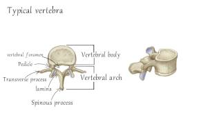 Cervical Vertebrae Anatomy [upl. by Arnuad]