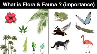 what is flora and fauna   importance  in Hindi [upl. by Isolda16]