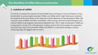 cDNA Library Construction [upl. by Marozas892]