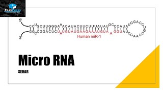 MicroRNA miRNA [upl. by Nevyar225]