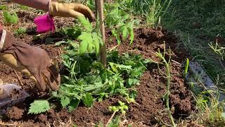 Comment planter les tomates [upl. by Coffey]